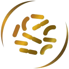 ​פרוביוטיקה מסוג B.Lactis​ חיידקים ידידותיים ​ למערכת העיכול 