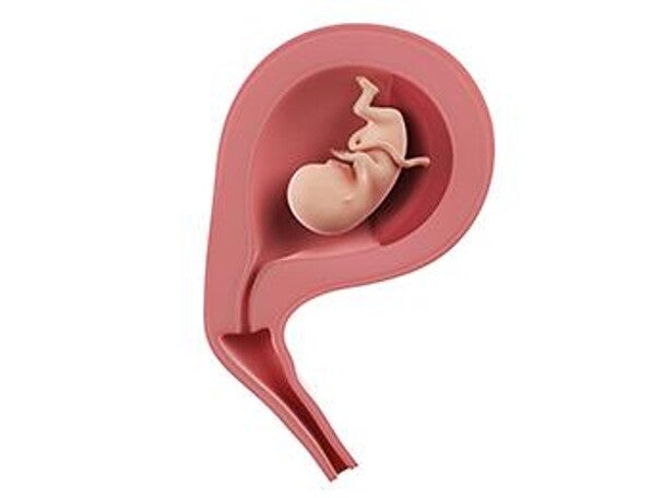 עובר בשבוע 14 להריון