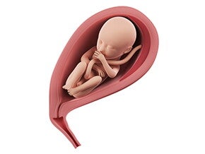 שבוע 24 להריון