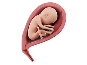 שבוע 25 להריון