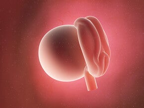 שבוע 1-4 להריון