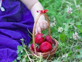 סלסלת פירות מוחזקת על ידי פעוטה בפיקניק