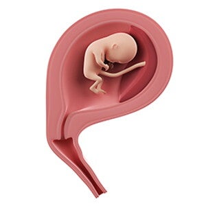 שבוע 14 להריון