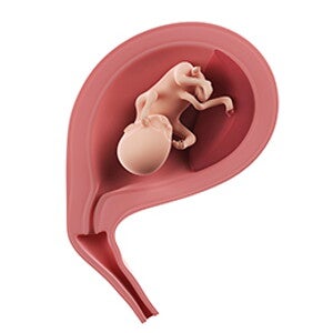 שבוע 15 להריון