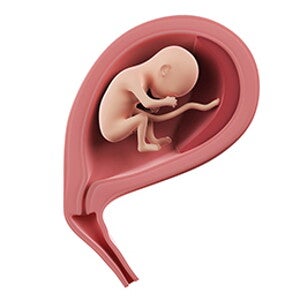 שבוע 19 להריון