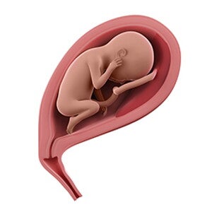 שבוע 23 להריון