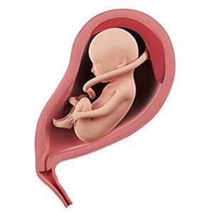 שבוע 27 להריון