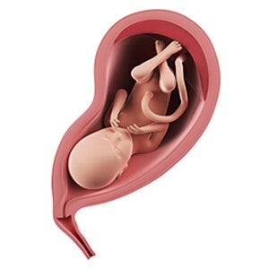 שבוע 29 להריון