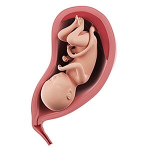 שבוע 31 להריון