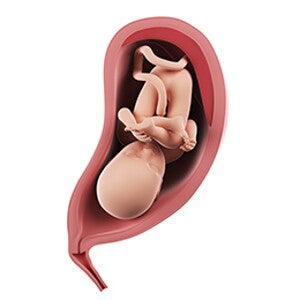 שבוע 32 להריון