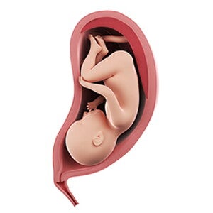 שבוע 36 להריון