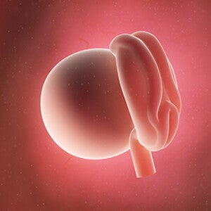 שבוע 1-4 להריון