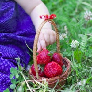 סלסלת פירות מוחזקת על ידי פעוטה בפיקניק